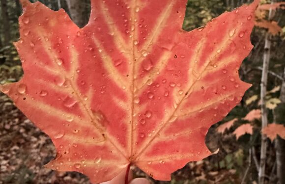 Por que o outono canadense é um espetáculo que vale cada segundo