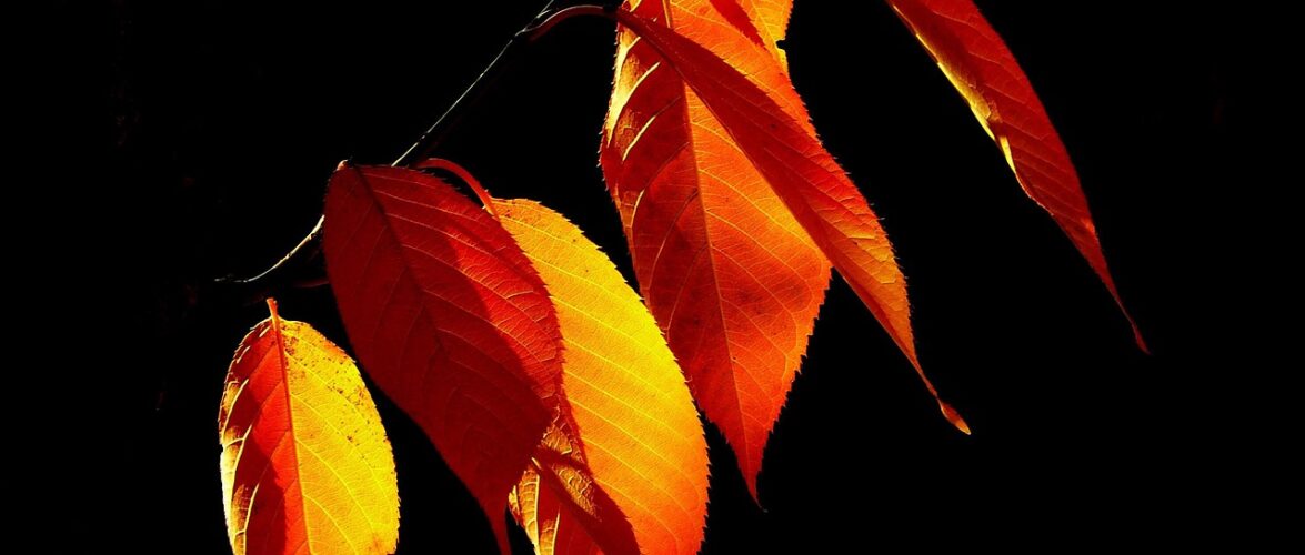 Por que o outono canadense é um espetáculo que vale cada segundo